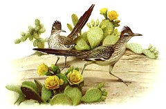 roadrunner-oil-60.jpg